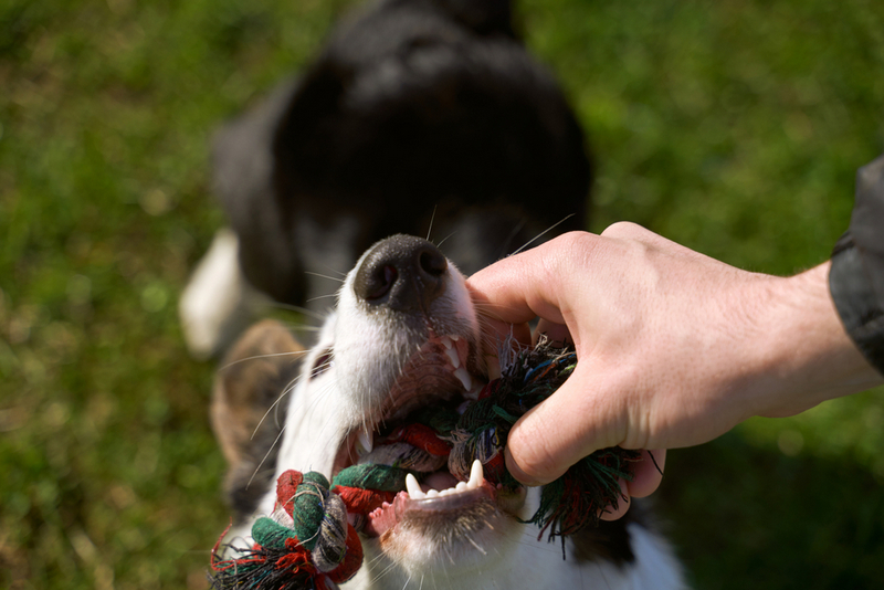 Красивый корги черного окраса