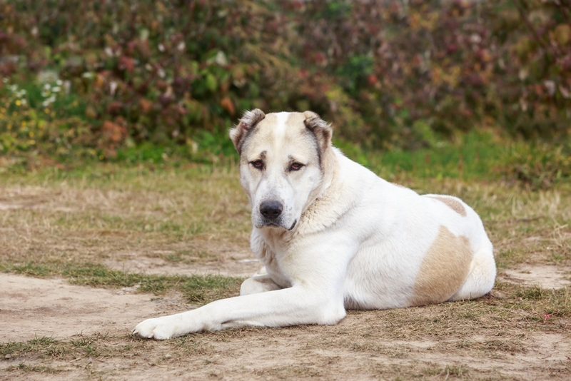 Уход во время беременности и после родов алабаю нужен особый