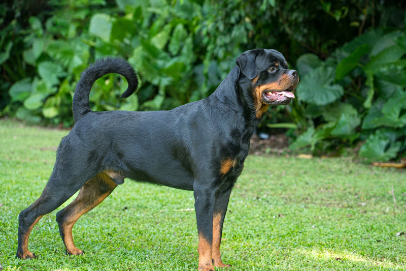 Поражение нервной системы – вот, чем могут болеть ротвейлеры