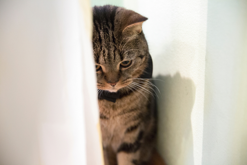 Если кошка обиделась, перед ней нужно извиниться