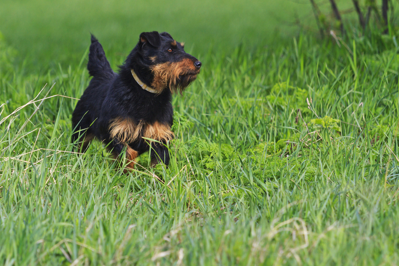 Болезни влияют на продолжительность жизни ягдтерьера