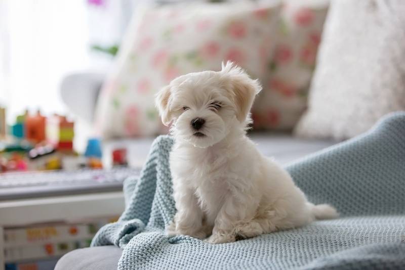 Питомниковый кашель у собак: симптомы и лечение, опасность