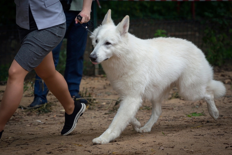 Какой нрав у белых немецких овчарок?