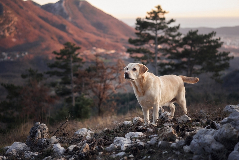 У лабрадоров встречаются болезни глаз