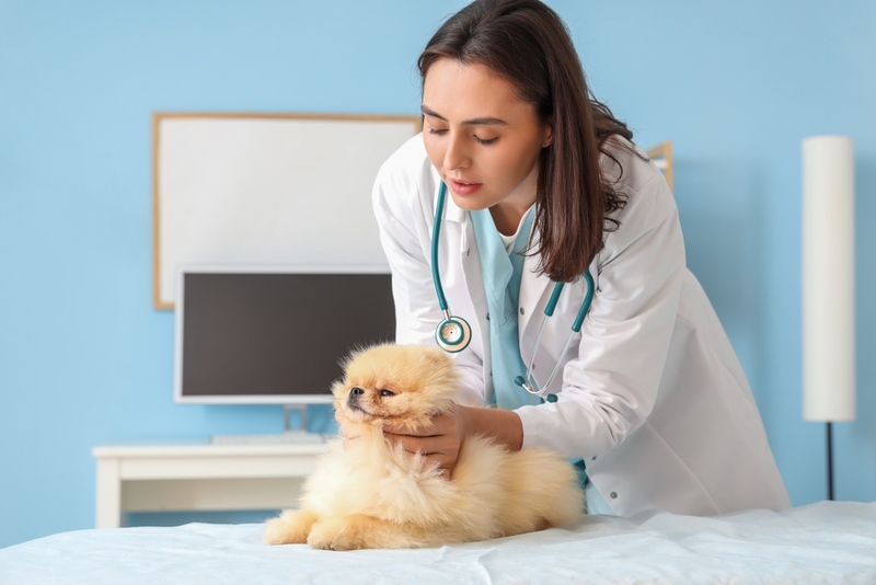 Атрофия мышц – один из симптомов синдрома Воблера у собак