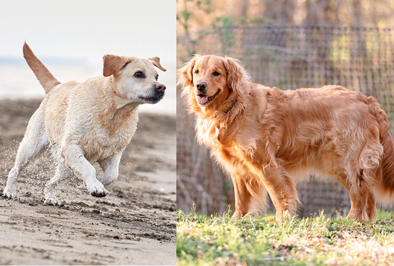 В чем отличие корпуса лабрадора и ретривера?
