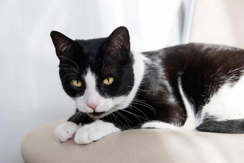 Колит у кота может возникать из-за грибков