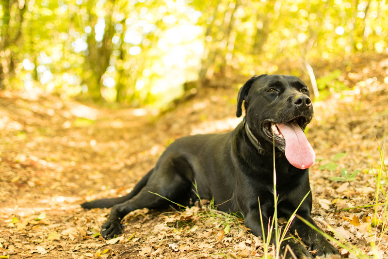 Собака может упасть в обморок из-за перегрева