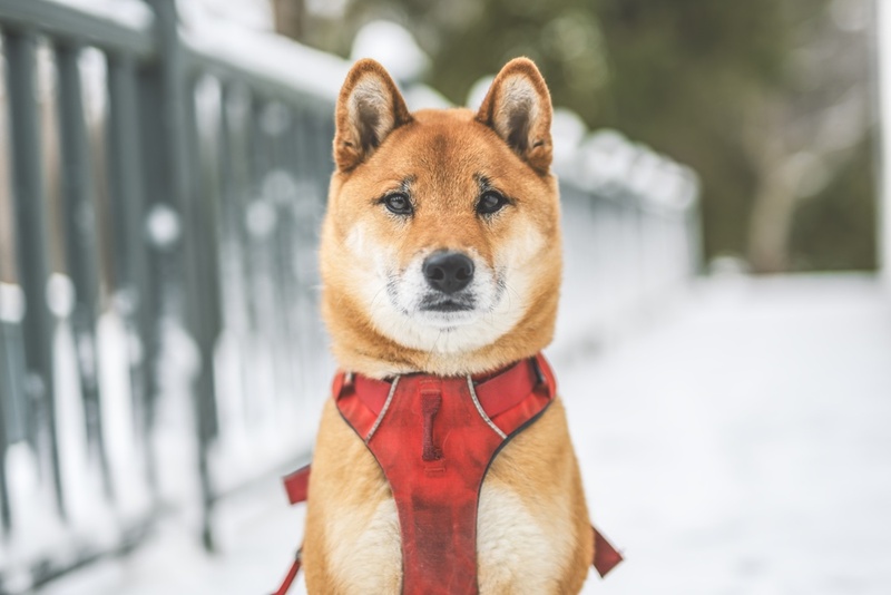 Вязку сиба-ину проводят в течку