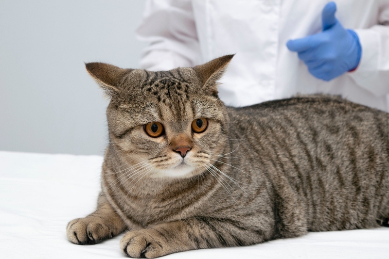 Врач после анализов решит, чем лечить ринотрахеит у кошки