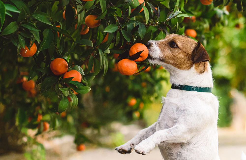 Фото собаки рядом с мандаринами