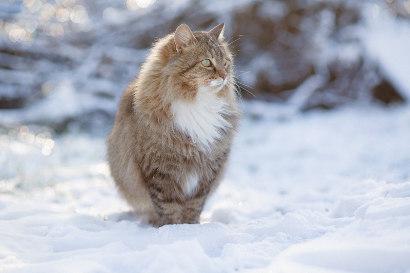 Уход влияет на то, сколько будет весить сибирская кошка