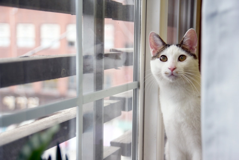 Медный цвет глаз встречается у японских бобтейлов