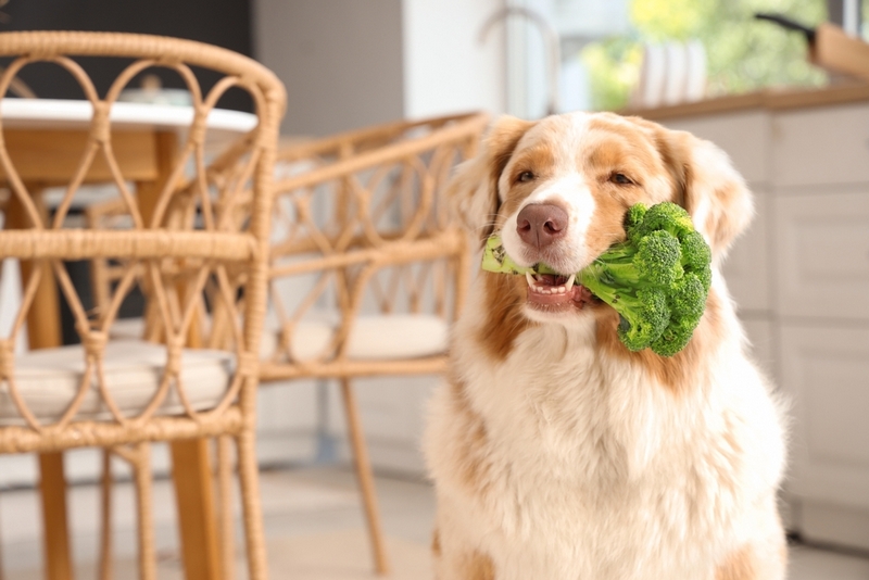 Собака держит брокколи