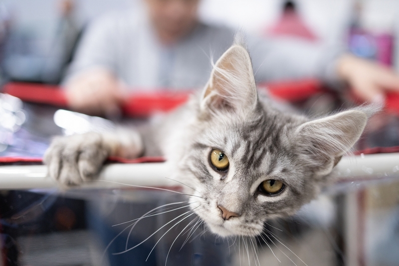 Болезнь мейн-куна может быть хронической