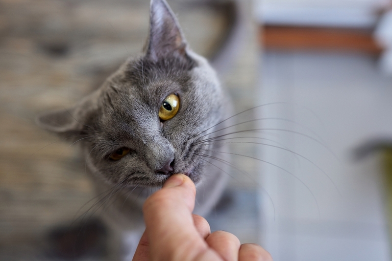 Поощряйте кошку лакомствами за хорошую работу