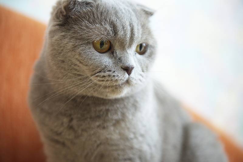 Сколько живут шотландские кошки – срок жизни вислоухой породы шотландцев и  скоттиш-страйтов