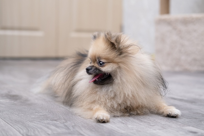 Для шпицев характерны болезни глаз