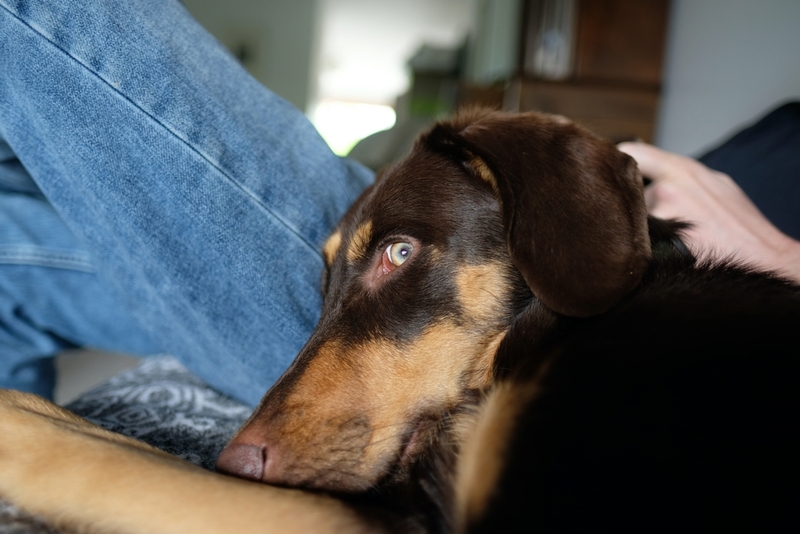 Каковы осложнения при синдроме Горнера у собак?