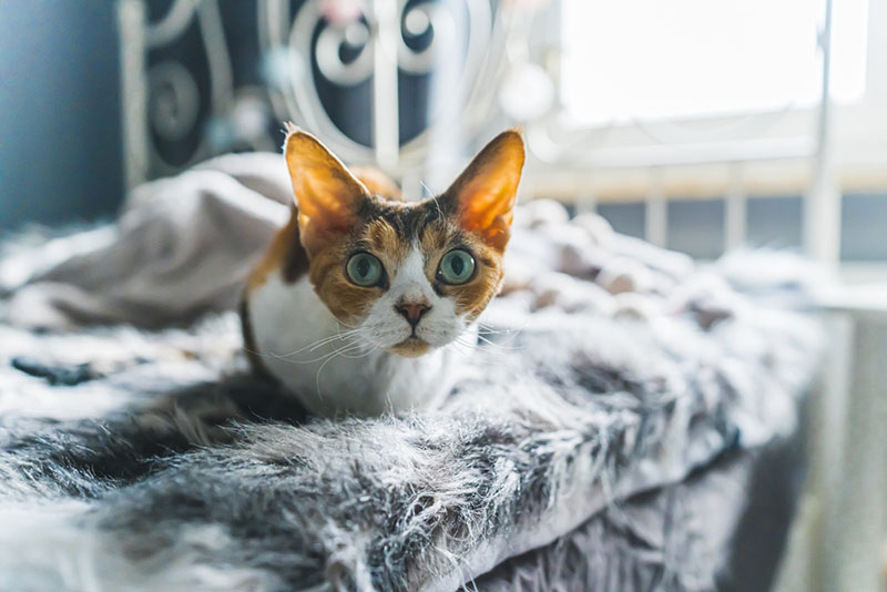 кот породы девон-рекс