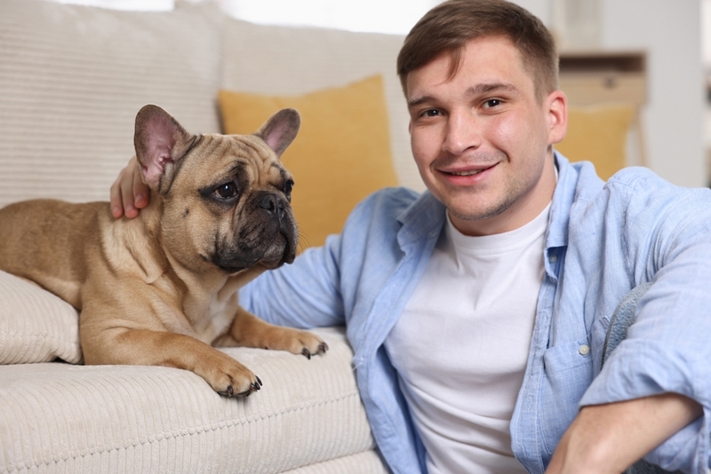 Владелец должен знать, какой уход нужен французскому бульдогу во время беременности и родов