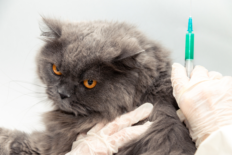 Введение дексмедетомидина вызывает у кошки рвоту