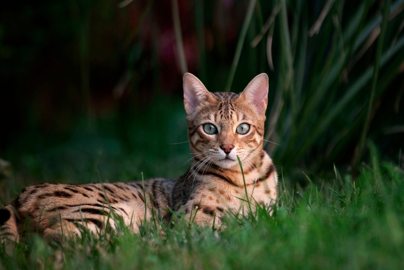 Аллергенные бенгальские кошки или нет?