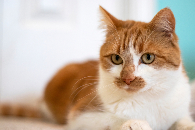 Кошке с гиперпаратиреозом важно обеспечить покой