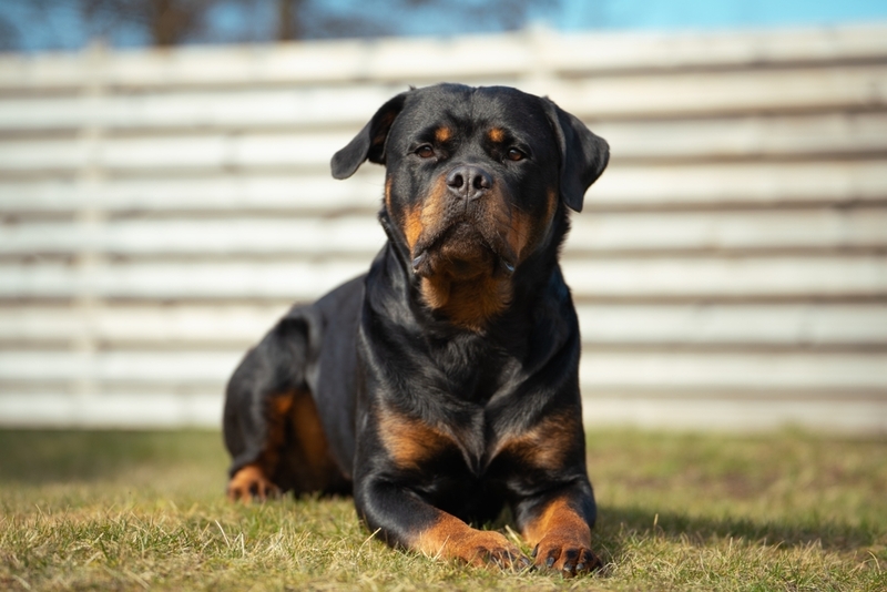 Вязка незрелых ротвейлеров недопустима