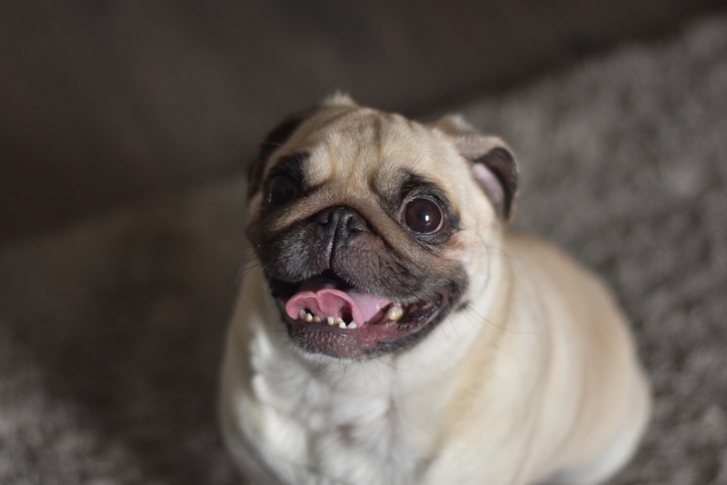 Как назвать щенка мопса, мальчика?