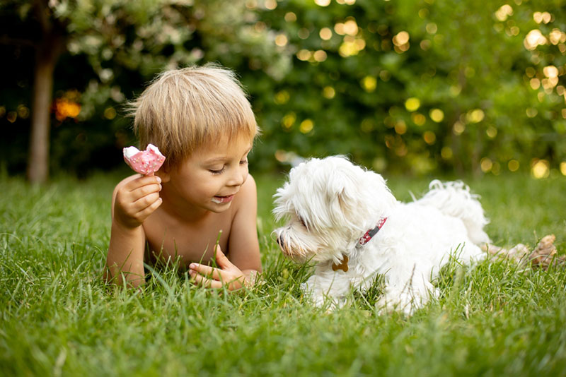 сладкое может вызывать аллергию у собак