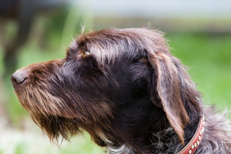 То, сколько может прожить дратхаар, зависит от его владельца