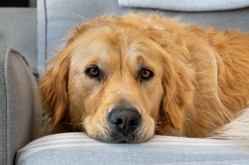 Причиной холецистита у собак может быть инфекция