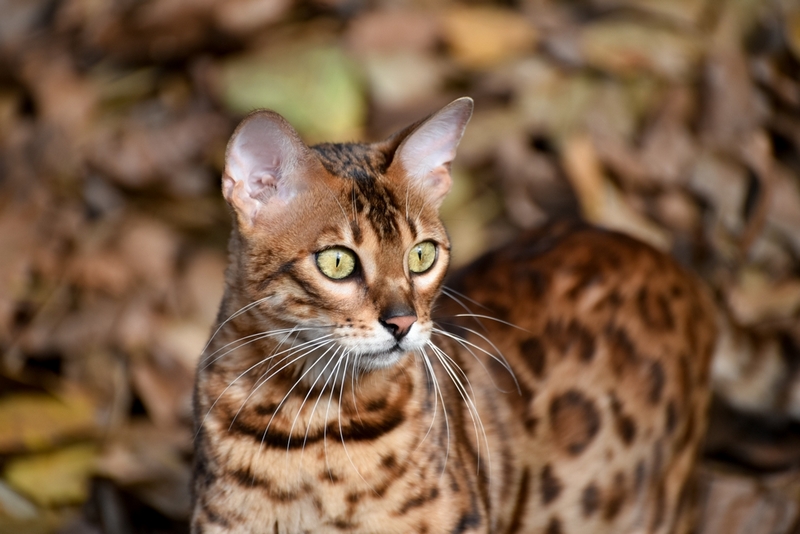 Вязку нужно планировать на определенном этапе течки у бенгальской кошки