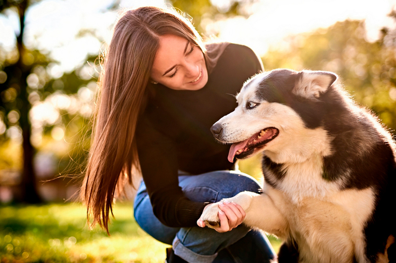 После течки у хаски может начаться ложная беременность