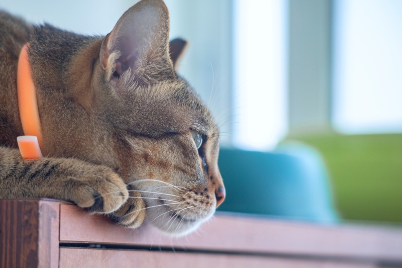 Симптомом болезни Лайма у кошки будет вялость