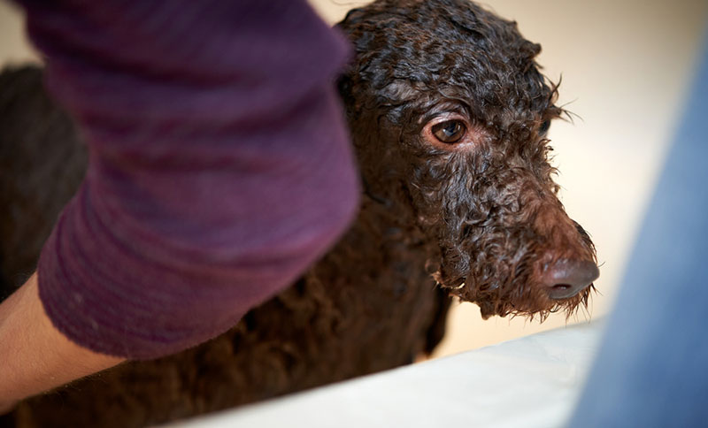 Чтобы помыть пуделя, соблюдайте правильный порядок действий