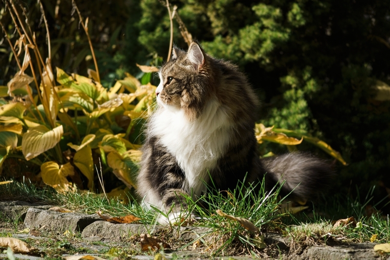 Как снизить риск возникновения аллергии на сибирскую кошку?