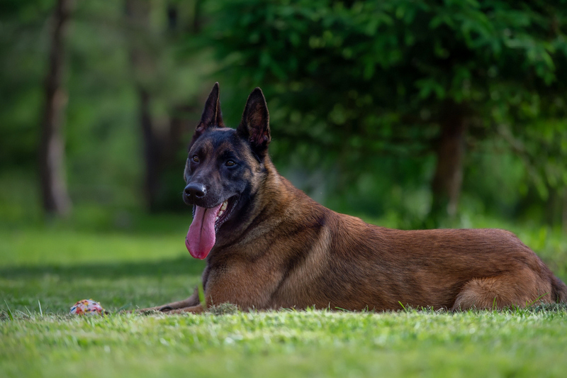 Важно знать, сколько живут бельгийские овчарки в норме