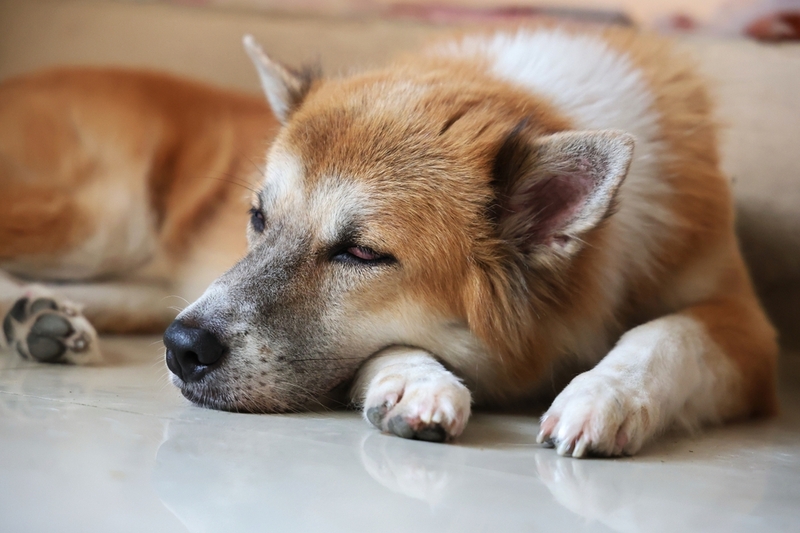 После лечения пиометры у собаки могут быть побочные действия