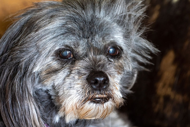 старческую катаракту у собак невозможно предотвратить