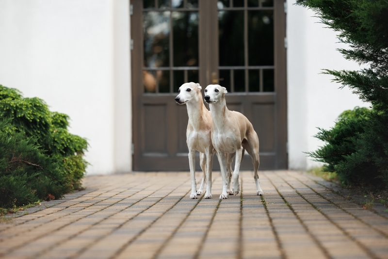 Как долго прожил уиппет по человеческим меркам?