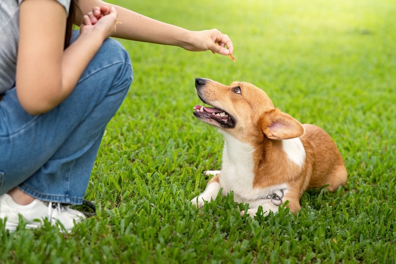 Во время беременности корги проводят рентген