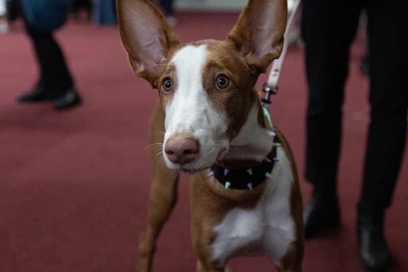 Где увидеть работу хендлера?