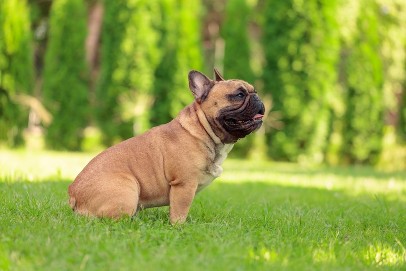Рацион влияет на то, сколько весит французский бульдог