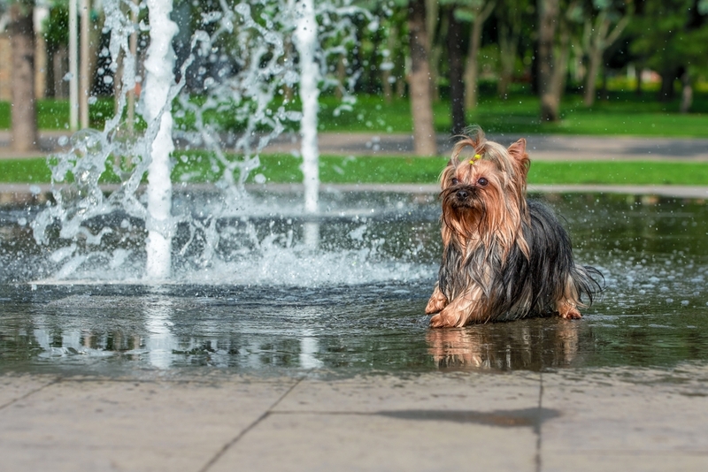 Собаке заразиться токсокарозом можно при потреблении зараженной воды на улице
