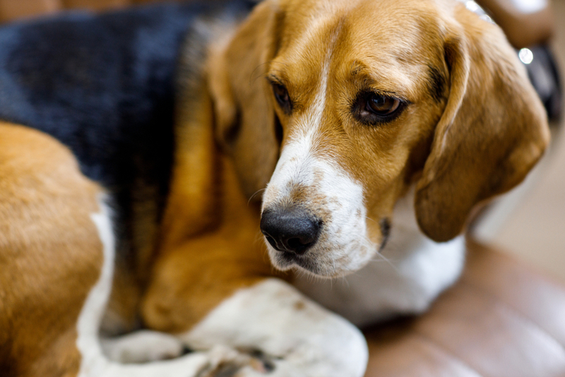 Собака породы бигль предрасположена к гипотиреозу