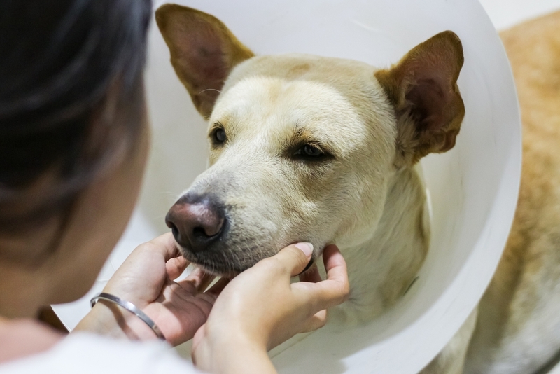 После удаления пиометры собаке нужен особый уход