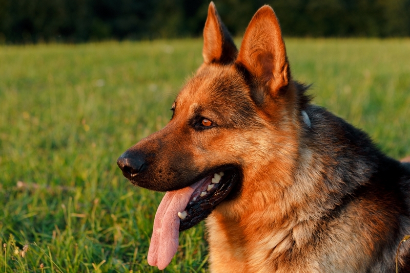 После окончания беременности у немецкой овчарки должна начаться лактация