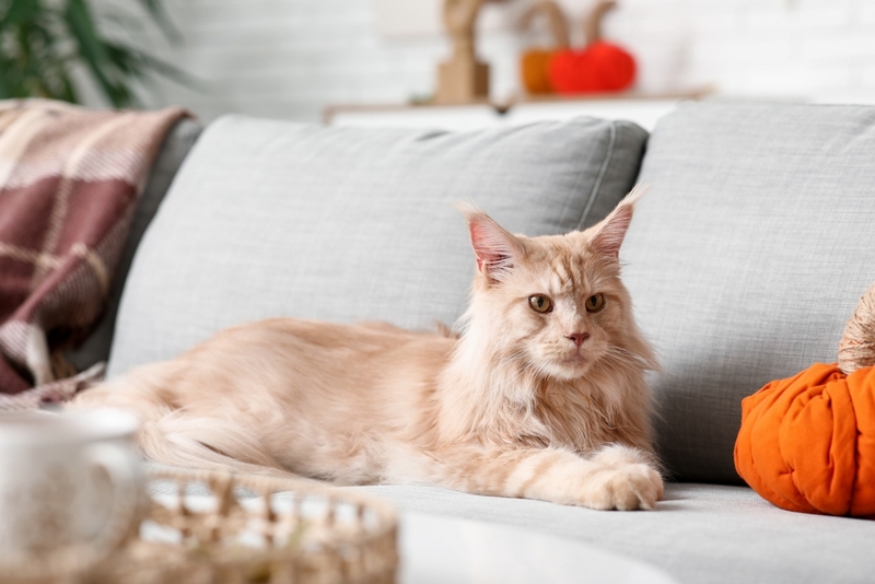 Первая течка у крупного мейн-куна начинается позже, чему других пород